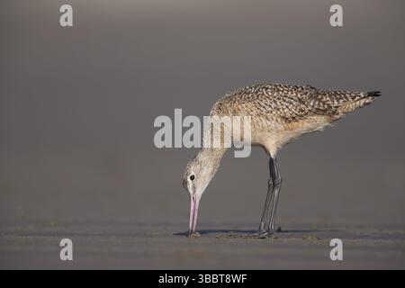 Marmorierter Godwit (Limosa fedoa), der sich an der Küste in Kalifornien, USA und Nordamerika auf Nahrungssuche macht Stockfoto