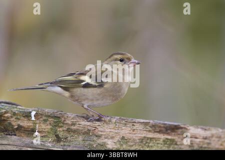 Buchfink - Fringilla coelebs ssp. Coelebs, Deutschland, 1. cy männlich, Europa Stockfoto