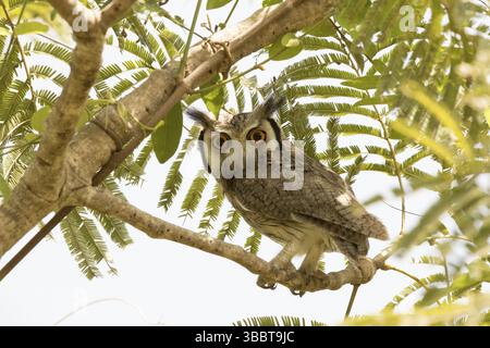 Nordeile (Ptilopsis leucotis), Gambia, Afrika Stockfoto