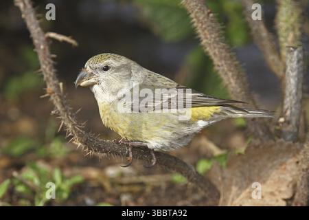 Papageienkreuzschnabel (Loxia pytyopsittacus) weiblich, Schleswig-Holstein, Deutschland, Europa Stockfoto