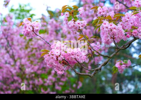 Aus nächster Nähe sehen Sie leuchtende rosafarbene Kirschblüten in voller Blüte, die ihre zarten Blütenblätter vor einem verschwommenen Hintergrund von üppigem Grün zeigen. Stockfoto
