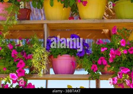 Bunte Anordnung von Blumentöpfen gefüllt mit violetten und rosa Petunien auf einem Holzregal unter sonnigem Himmel, perfekt für Gartenarbeiten oder Dekorationsthemen. Stockfoto