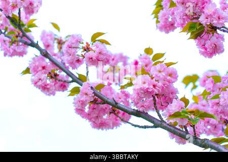 Nahaufnahme eines Kirschblütenzweigs mit leuchtenden rosa Blüten vor einem hellen Himmel, der das Wesen des Frühlings in voller Blüte einfängt. Stockfoto
