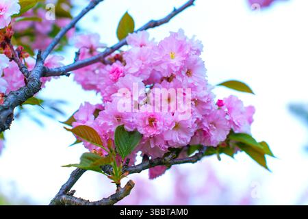 Nahaufnahme von leuchtenden rosa Kirschblüten, die auf einem Zweig blühen und die Essenz des Frühlings mit klarem blauen Himmel im Hintergrund einfangen. Stockfoto