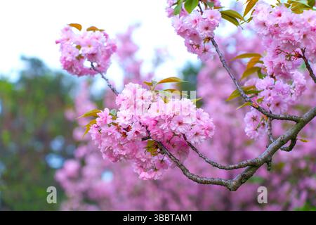 Lebendige Nahaufnahme von Kirschblüten mit rosafarbenen Blüten, die zarte Blütenblätter und frische grüne Blätter vor einem verschwommenen Rücken zeigen Stockfoto