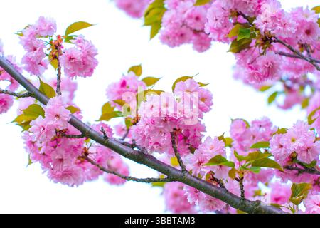 Nahaufnahme der leuchtenden rosafarbenen Kirschblüten auf einem Zweig vor einem hellen Himmel mit zarten Blütenblättern und frischen grünen Blättern. Stockfoto