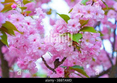 Leuchtend rosafarbene Kirschblüten Hintergrund mit üppigen Blütenblättern unter hellem Tageslicht. Stockfoto