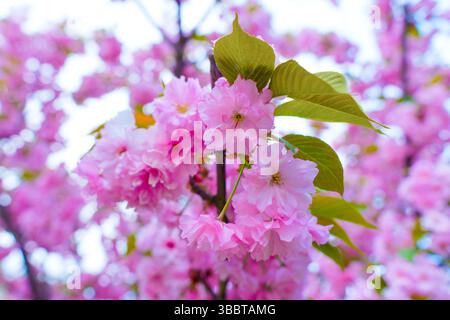 Nahaufnahme eines leuchtenden rosa Kirschblütenzweigs, der die zarten Blumen und grünen Blätter im Frühling unter sanfter natürlicher Beleuchtung zeigt Stockfoto
