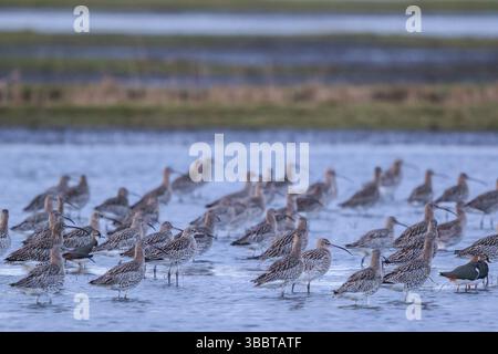 Eurasischer Brachvogel (Numenius arquata) Rastbestand, Niederlande Stockfoto