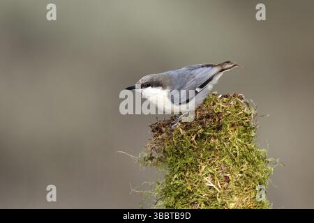 Pygmy Kleiber Sitta Pygmaea Cabin Lake, Oregon, Vereinigte Staaten 5 Mai Erwachsene SITTIDAE Stockfoto