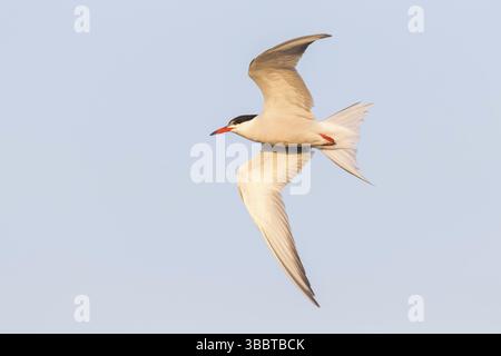 Flussseeschwalbe, Fluss-Seeschwalbe, Flussseeschwalbe, Tern, Sterna hirundo, Sterne pierregarin, Charran Comun Stockfoto