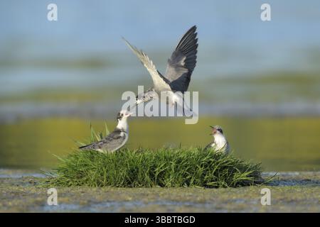 Schwarzteere (Chlidonias niger) juvenile, Niederlande Stockfoto