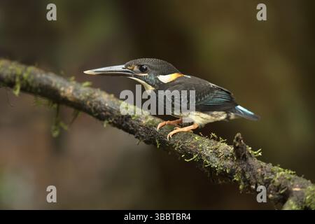 Blauer Eisvogel (Alcedo euryzona) junger Mann, der auf einem Ast sitzt, Selangor, Malaysia, Asien Stockfoto