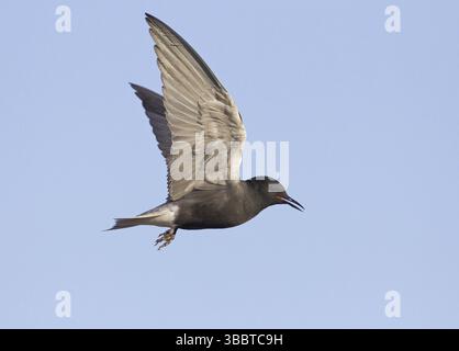 Black Tern (Chlidonias niger) fliegen, North Dakota, USA, Nordamerika Stockfoto