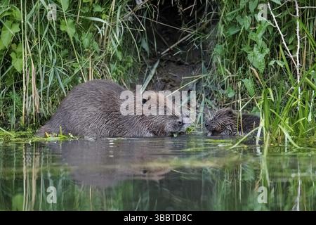 Europäischer Biber (Castor fiber) adulte mit Jungfütterung in Fluss, Hessen, Deutschland, Europa Stockfoto