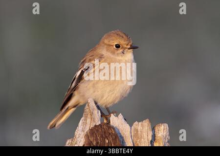 Flame Robin (Petroica phoenicea) weiblich, Australian Capital Territory, Australien, Ozeanien Stockfoto