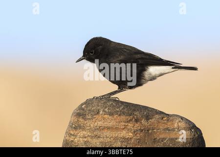 Trauer Wheatear (Oenanthe lugens warriae) auf einem Stein, Eilat, Israel, Asien Stockfoto