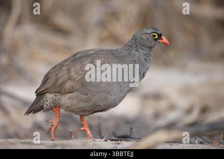 Rotschnabel-Spurvögel (Pternistis adspersus), Namibia, Afrika Stockfoto