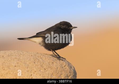 Trauer Wheatear (Oenanthe lugens warriae) auf einem Stein, Eilat, Israel, Asien Stockfoto