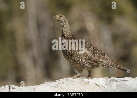 Rußhuhn (Dendragapus fuliginosus) weiblich, Kalifornien, USA, Nordamerika Stockfoto