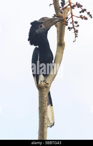 Schwarz-weiß-Casqued-Nashornschnabel (Bycanistes subzylindricus), Weibchen auf einem Ast, Uganda, Afrika Stockfoto