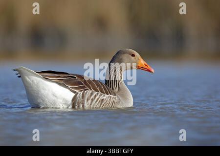 Ente im Wasser. Graugans, Anser anser, schwimmend auf der Wasseroberfläche. Vogel im Wasser. Wasservögel auf dem See. Ungarn. Gans im Fluss, Summ Stockfoto
