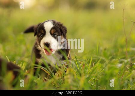 Ein süßer Welpe läuft durch das Gras Stockfoto