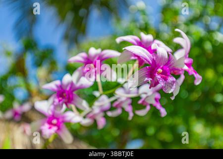 Wunderschöne rosa Orchideenblumen üppiger exotischer Garten sonniger blauer Unschärfe Bokeh Hintergrund, lebendiges Laub. Abstrakte, wunderschöne Blumentöne, ideal für die Natur Stockfoto