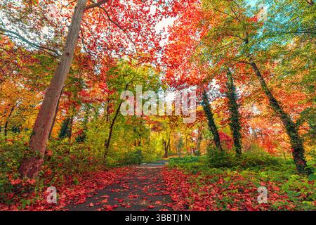 Beautiful autumn forest landscape with colorful leaves along path trail, dreamy natural scenery, peaceful seasonal nature adventure background Stockfoto