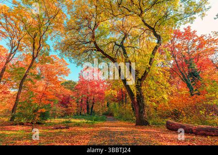 Beautiful autumn forest landscape with colorful leaves along path trail, dreamy natural scenery, peaceful seasonal nature adventure background Stockfoto