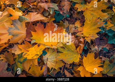 Herbstblattmuster auf Waldboden mit leuchtendem orange-gelbem Laub, saisonalem Naturhintergrund, friedlicher Outdoor-Szene. Ruhiger Blick auf die Saison Stockfoto
