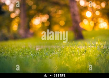 Morgentau auf Gras mit warmem Sonnenaufgang Sonnenlicht verschwimmt üppiges Laub majestätischer Natur Hintergrund im Park Garten friedliche Atmosphäre Stockfoto
