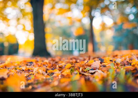 Nahaufnahme der Herbstblätter auf Parkgartengrund mit verschwommenem Bokeh-Hintergrund von Waldbäumen, saisonales Herbstlaub natürliche Landschaft. Warmes Sonnenlicht Stockfoto