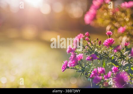 Wunderschöne lila Blumen im Herbstpark, die im warmen Sonnenuntergang Sonnenlicht mit verschwommenem Bokeh-Hintergrund leuchten künstlerische Nahaufnahme florale saisonale Naturszene Stockfoto