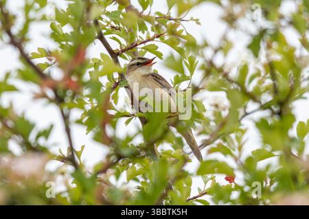 Seggenkraut (Acrocephalus schoenobaenus), ein singvogel, der während des Frühlings auf einem Baum sitzt, England, Großbritannien Stockfoto