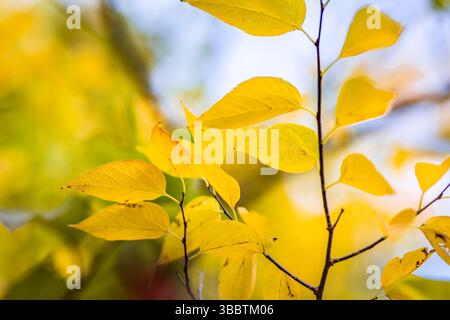 Ruhige Pastell Herbst Farben gelbe Blätter weiche Unschärfe künstlerische Vintage saisonale Natur Hintergrund mit Sonnenuntergang Strahlen idyllische abstrakte natürliche Wandkunst Stockfoto