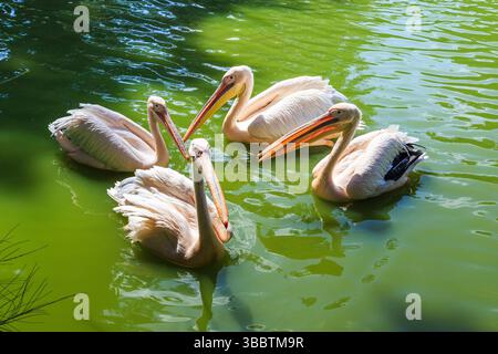Das ist eine Schar Pelikane in einem Teich in einem Safaripark. Stockfoto