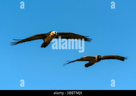 Bartgeier, Lammergeier oder ossifrage (Gypaetus barbatus) im Giant's Castle Game Reserve, Drakensberg, Südafrika. Erwachsene und Jugendliche im Flug Stockfoto