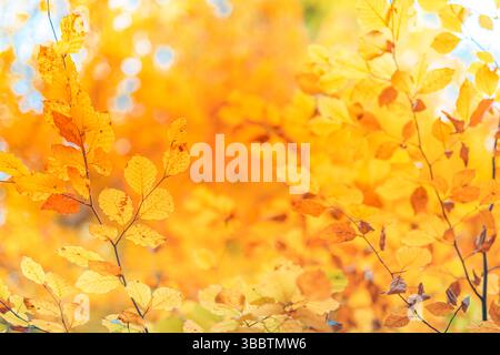 Goldgelbe Herbstblätter mit warmen Herbstfarben in ruhiger natürlicher Umgebung, idyllischer Hintergrund mit saisonalem Laub, perfekt für Wandmalereien in der Natur Stockfoto