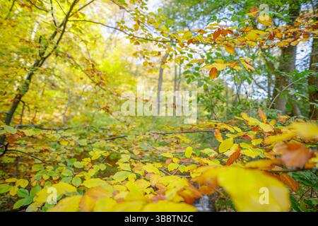 Abstrakte bunte Herbstblätter mit künstlerischer Unschärfe und Bokeh-Tiefe, friedlicher jahreszeitlicher dekorativer Naturhintergrund perfekt für Wandkunst Stockfoto