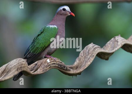Gemeine Smaragdtaube (Chalcophaps indica) männlich, Yunnan, China, Asien Stockfoto