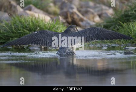 Peregrine Falke (Falco peregrinus) weibliche Baderin, Sachsen, Deutschland, Europa Stockfoto