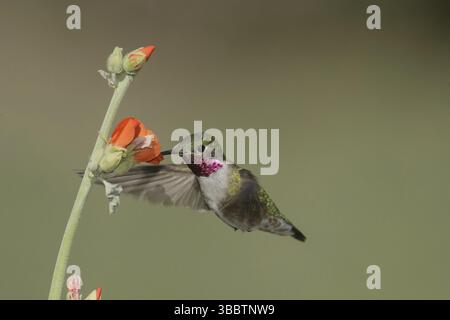 Kolibri (Selasphorus platycercus) männlich, Kalifornien, USA, Nordamerika Stockfoto