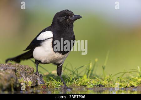 Elster, schwarz-billed Magpie, Elster, Pica Pica, Pie Bavarde, Urraca Stockfoto