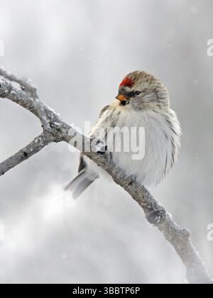 Arctic Redpoll (Acanthis hornemanni), Saskatchewan, Kanada, Nordamerika Stockfoto