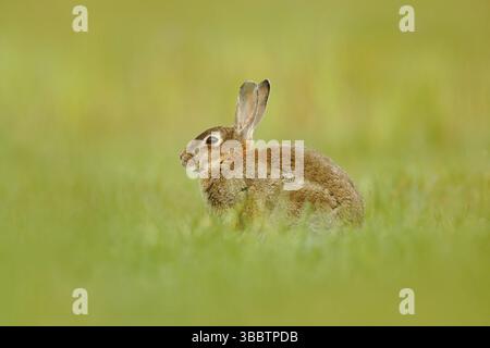 Niedliches Kaninchen mit Löwenzahn im Gras. Tier im Naturraum, Leben auf der Wiese, Deutschland. Europäisches Kaninchen oder gewöhnliches Kaninchen, Oryctolag Stockfoto