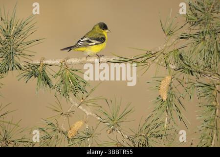 Kleiner Goldfinch (Spinus psaltria) männlich, Kalifornien, USA, Nordamerika Stockfoto