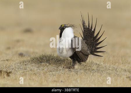 Salbei Grouse (Centrocercus urophasianus) männliche Paarung, Kalifornien, USA, Nordamerika Stockfoto