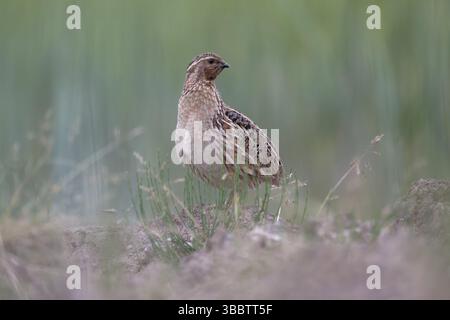 Gemeine Wachtel (Coturnix coturnix), Sachsen, Deutschland, Europa Stockfoto