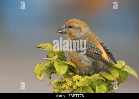 Parrot Gegenwechsel - Kiefernkreuzschnabel - Loxia pytyopsittacus, Deutschland. Männliche Stockfoto